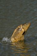 Cyprinus carpio